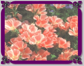 Godetia