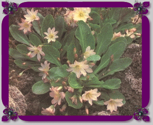 La lewisia se puede multiplicar por división, en primavera.