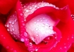 rosas