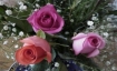 Roses © Lori Howe