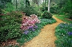 Jardines- Hortensias