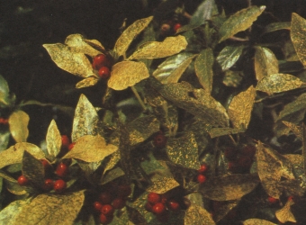 Las atractivas bayas de una Aucuba japonica "Variegata" femenina