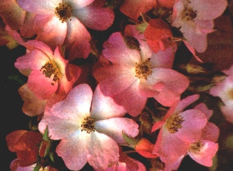 "Rosa Ballerina", una elección ideal para un jardín de fácil cuidado.