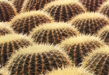 Echinocactus