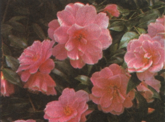 Camellia "Donation"