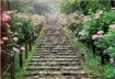 Camino de hortensias