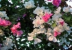 Colores