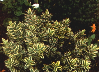 Hebe x franciscana "Variegata"; es un arbusto denso y adaptable.