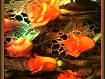 Colors of the rose