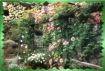 Entrada de rosas