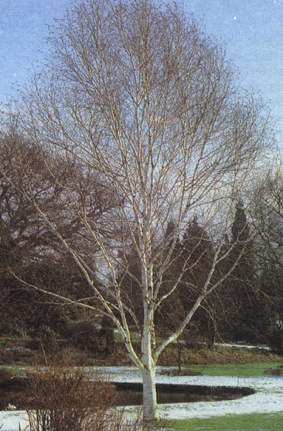 Betula jacquemontii