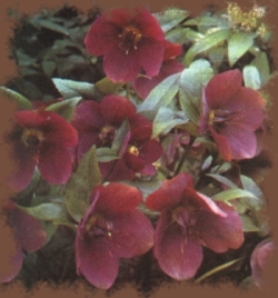 ver foto