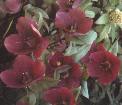 Helleborus orientalis