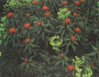 Algunas euforbias florecen en primavera o verano temprano. En la fotografía, una atractiva combinación de euforbia verde lima con E. griffithii "Fireglow"
