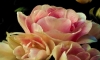 Colors of the rose