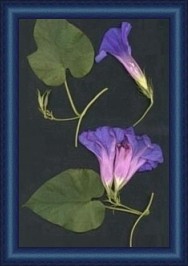 Ipomea
