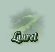 Hierbas - Laurel