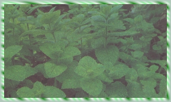 menta