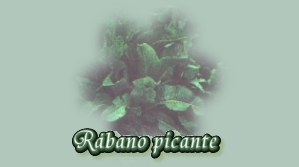 Hierbas - Rbano picante