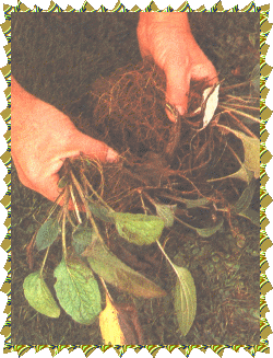 Los rizomas de las plantas perennes se pueden dividir a mano en porciones. 