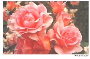 Rosas